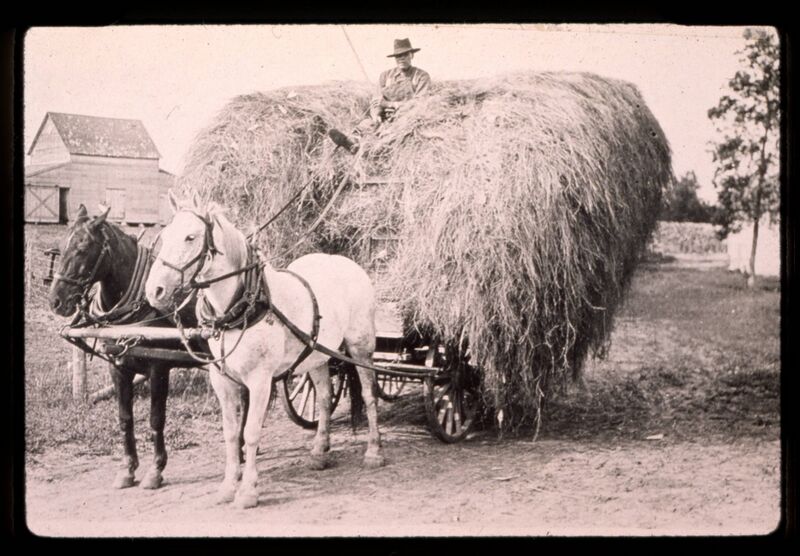 File:Transporting hay on Caron Farm, Charleswood, Winnipeg, Manitoba.jpg