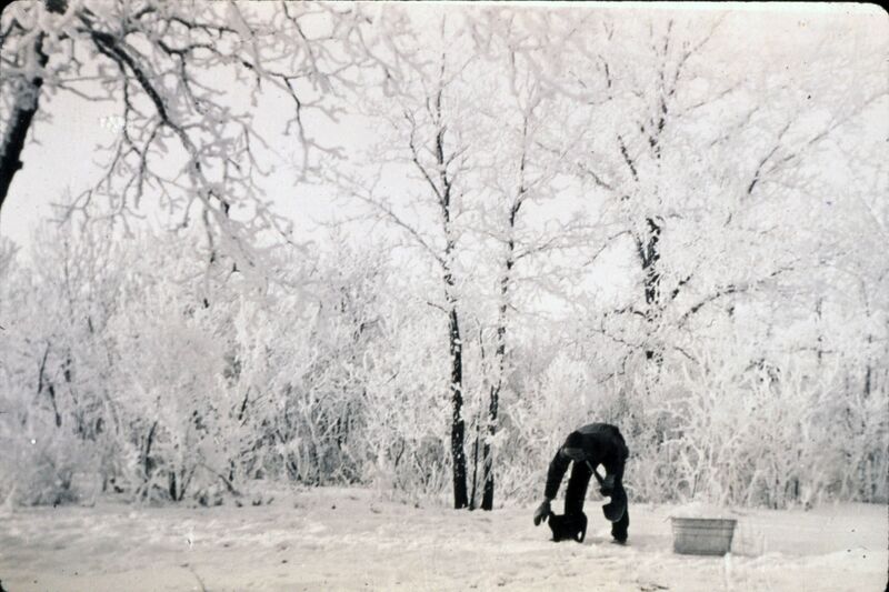 File:Collecting snow for water, Charleswood, Winnipeg, Manitoba.jpg