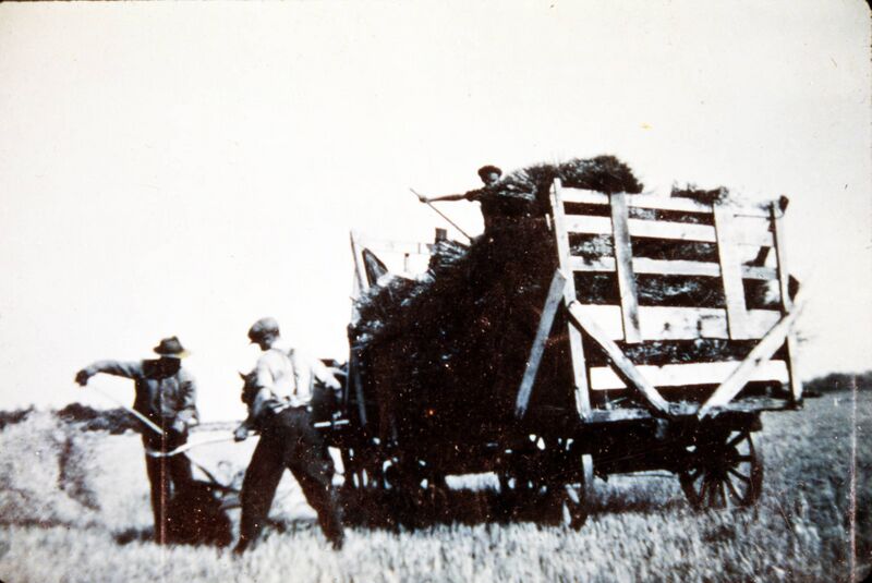 File:Image of three people raking hay onto a wagon pulled by horses.jpg