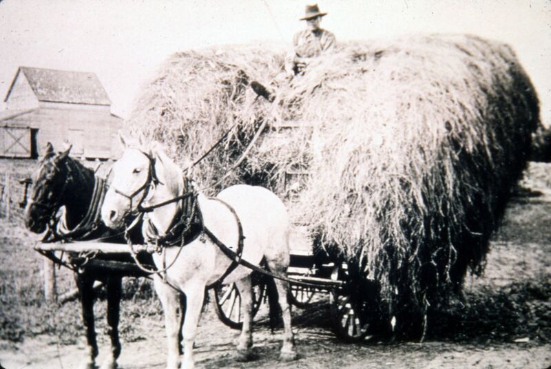 File:Bob Lafleche hauling hay in horse-drawn hayrack in Charleswood, Winnipeg, Manitoba.jpg