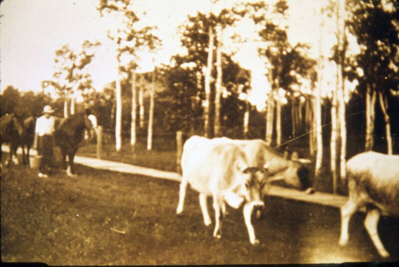 File:Percy James with horses driving Jersey cows on the James' Farm in Charleswood, Winnipeg, Manitoba.jpg