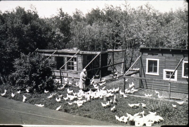 File:Woman feeding chickens on Van Roon chicken farm, Charleswood, Winnipeg, Manitoba, 1938.jpg