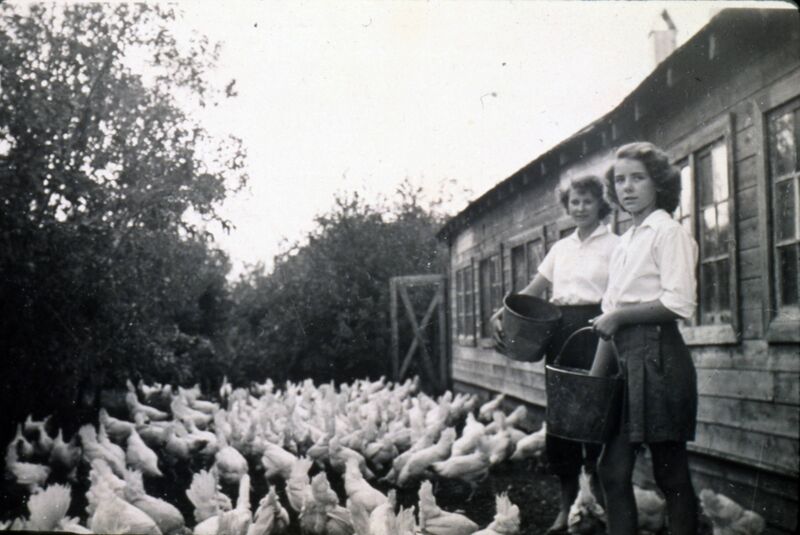 File:Two girls feeding chickens at Van Roon poultry farm, Charleswood, Winnipeg, Manitoba, 1943.jpg