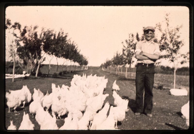 File:Man standing on road with chickens at Van Roon poultry farm, Charleswood, Winnipeg, Manitoba.jpg