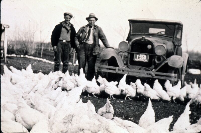 File:Two men and an automobile with chickens in the foreground at the Van Roon chicken farm, Charleswood, Winnipeg, Manitoba, 1941.jpg